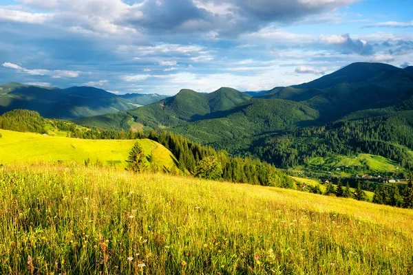山のフィールドです 山の夏の森 自然な夏の風景です 山の花と草原 農村の風景です 山の風景画像 — ストック写真