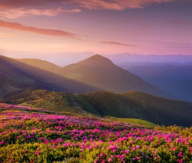 Dağlar çiçek blossom ve gündoğumu sırasında. Dağ tepelerde çiçekler. Doğal peyzaj yaz zaman. Dağlar aralığı. Dağ - görüntü