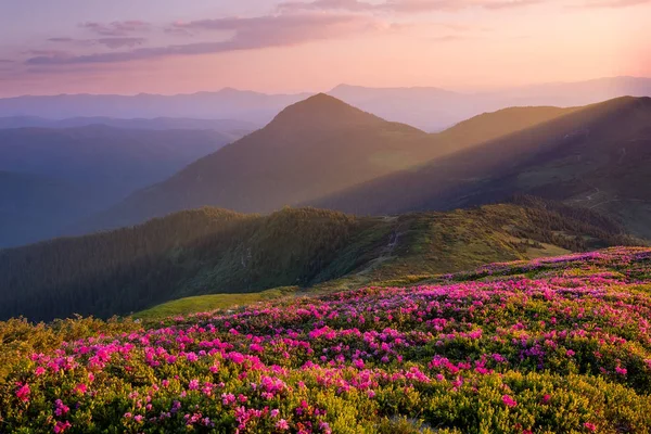 Berge Während Blumen Blühen Und Sonnenaufgang Blumen Auf Berghügeln Naturlandschaft — Stockfoto