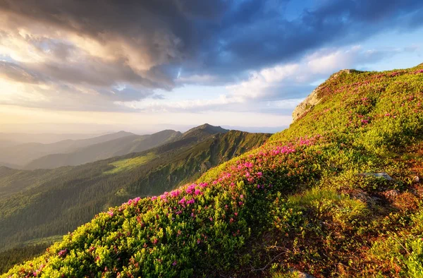 Dağlar Çiçek Blossom Gündoğumu Sırasında Dağ Tepelerde Çiçekler Doğal Peyzaj — Stok fotoğraf