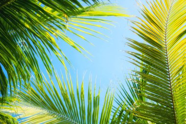 Arka plan olarak palmiye ağacı. Bali, Endonezya. Seyahat-görüntü