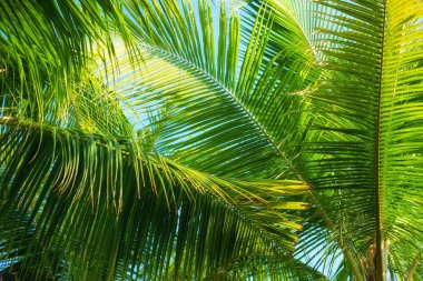 Arka plan olarak palmiye ağacı. Bali, Endonezya. Seyahat-görüntü