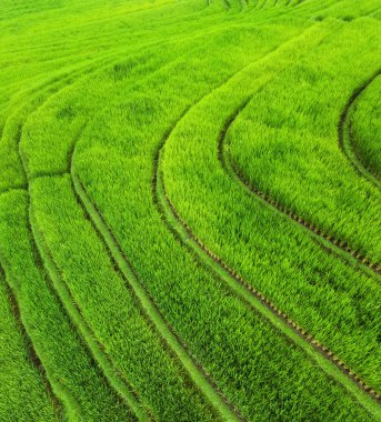 Pirinç teraslarının havadan görünümü. Drone ile manzara. Havadan tarımsal manzara. Yaz aylarında pirinç terasları. Unesco Dünya Mirası - Jatiluwih rise terrace, Bali, Endonezya. Seyahat - resim