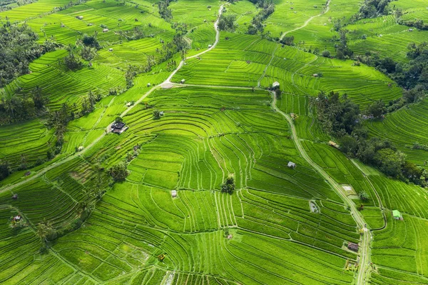 Pirinç teraslarının havadan görünümü. Drone ile manzara. Havadan tarımsal manzara. Yaz aylarında pirinç terasları. Unesco Dünya Mirası - Jatiluwih rise terrace, Bali, Endonezya. Seyahat - resim