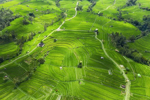 Vue Aérienne Des Terrasses Riz Paysage Avec Drone Paysage Agricole — Photo