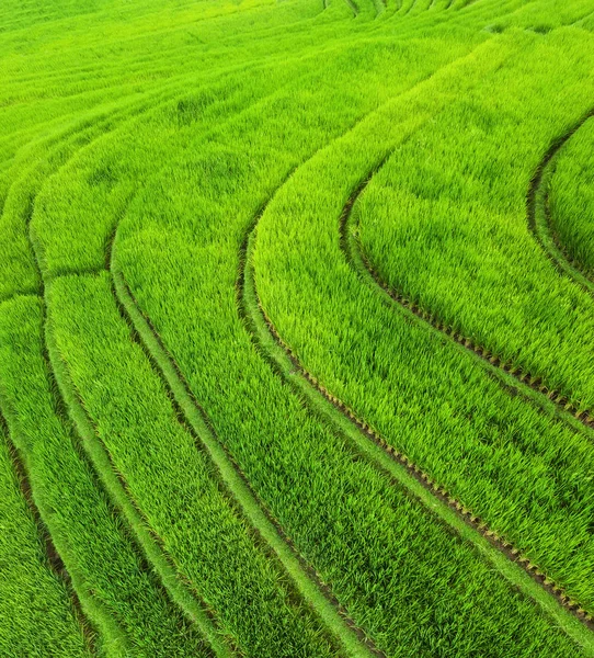 Widok Lotu Ptaka Tarasy Ryżowe Krajobraz Dronem Krajobraz Rolniczy Powietrza — Zdjęcie stockowe