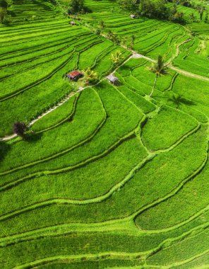 Pirinç teraslarının havadan görünümü. Drone ile manzara. Havadan tarımsal manzara. Yaz aylarında pirinç terasları. Unesco Dünya Mirası - Jatiluwih rise terrace, Bali, Endonezya. Seyahat - resim