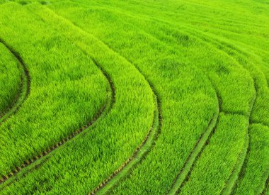 Pirinç teraslarının havadan görünümü. Drone ile manzara. Havadan tarımsal manzara. Yaz aylarında pirinç terasları. Unesco Dünya Mirası - Jatiluwih rise terrace, Bali, Endonezya. Seyahat - resim