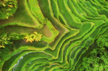 Pirinç teraslarının havadan görünümü. Drone ile manzara. Havadan tarımsal manzara. Yaz aylarında pirinç terasları. Unesco Dünya Mirası - Jatiluwih rise terrace, Bali, Endonezya. Seyahat - resim