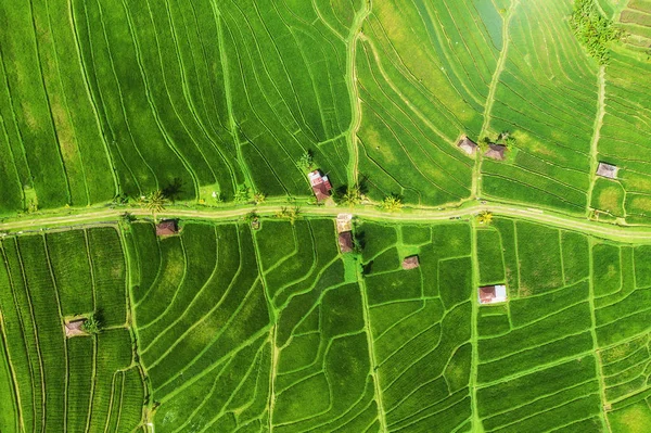 Vue Aérienne Des Terrasses Riz Paysage Avec Drone Paysage Agricole — Photo