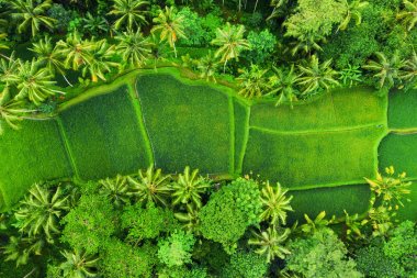 Pirinç teraslarının havadan görünümü. Drone ile manzara. Havadan tarımsal manzara. Yaz aylarında pirinç terasları. Unesco Dünya Mirası - Jatiluwih rise terrace, Bali, Endonezya. Seyahat - resim