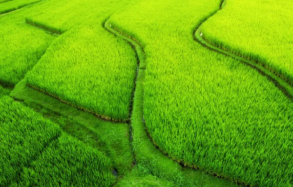 Vista Aérea Terrazas Arroz Paisaje Con Dron Paisaje Agrícola Desde — Foto de Stock