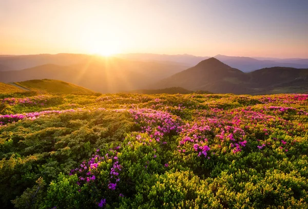 Mountains during flowers blossom and sunrise. Flowers on mountain hills. Natural landscape at the summer time. Mountains range. Mountain - image