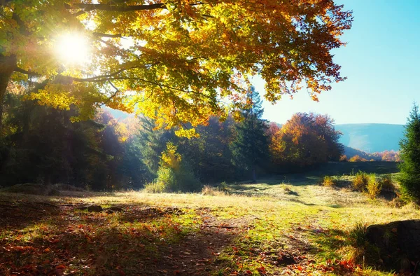 Rayons Soleil Travers Les Arbres Automne Paysage Naturel Automne Dans — Photo