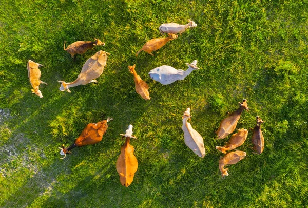 Letecký Pohled Krávy Zemědělská Krajina Vzduchu Složení Domácími Zvířaty Fotografie — Stock fotografie