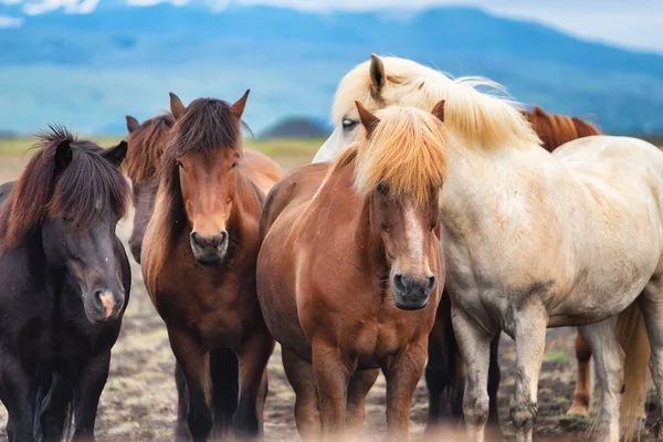 Konie Islandii Dzikie Konie Grupie Konie Westfjord Islandii Skład Dzikimi — Zdjęcie stockowe