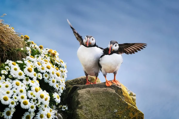 Puffins Island Sjöfåglar Rena Klippor Fåglar Westfjorden Island Sammansättning Med — Stockfoto