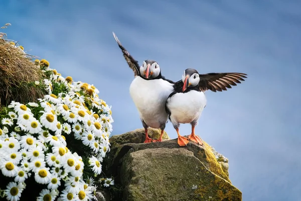 Puffins in Iceland. Seabirds on sheer cliffs. Birds on the Westfjord in Iceland. Composition with wild animals. Birds - image