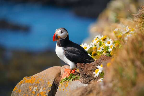 Puffin Iceland Seabirds Sheer Cliffs Birds Westfjord Iceland Composition Wild — Stock Photo, Image