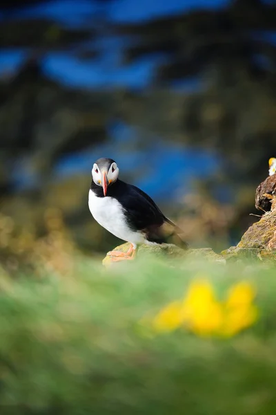 Puffin Islandia Burung Laut Tebing Yang Terjal Burung Westfjord Islandia — Stok Foto