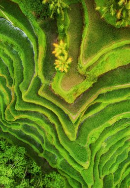 Pirinç teraslarının havadan görünümü. Drone ile manzara. Havadan tarımsal manzara. Yaz aylarında pirinç terasları. Unesco Dünya Mirası - Jatiluwih rise terrace, Bali, Endonezya. Seyahat - resim