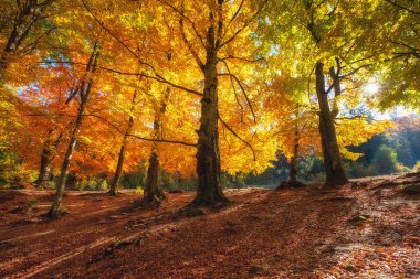 Sonbahar ağaçlarının arasından güneş ışınları. Ormanda doğal sonbahar manzarası. Bir arka plan olarak sonbahar orman ve güneş. Sonbahar manzara - görüntü
