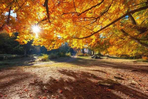 秋の木々に太陽が光る 森の中の自然の秋の風景 背景として秋の森と太陽 秋の風景 — ストック写真