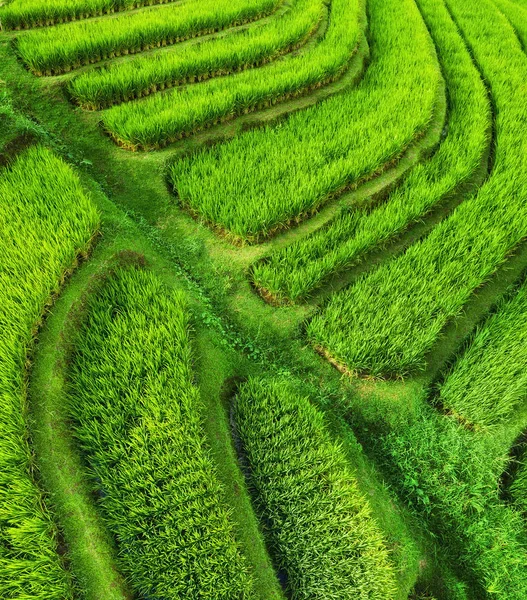 Letecký Pohled Terasy Rýží Zemědělská Krajina Vzduchu Terasy Rýží Létě — Stock fotografie