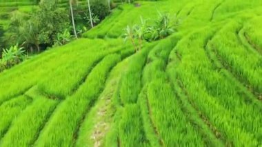 Pirinç teraslarının havadan görünümü. Drone ile manzara. Havadan tarımsal manzara. Yaz aylarında pirinç terasları. Unesco Dünya Mirası - Jatiluwih rise terrace, Bali, Endonezya. Seyahat - resim