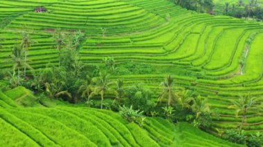 Pirinç teraslarının havadan görünümü. Drone ile manzara. Havadan tarımsal manzara. Yaz aylarında pirinç terasları. Unesco Dünya Mirası - Jatiluwih rise terrace, Bali, Endonezya. Seyahat - resim