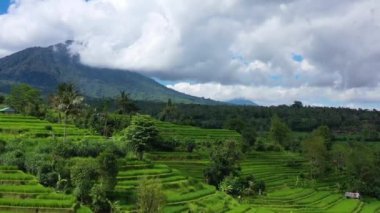 Pirinç teraslarının havadan görünümü. Drone ile manzara. Havadan tarımsal manzara. Yaz aylarında pirinç terasları. Unesco Dünya Mirası - Jatiluwih rise terrace, Bali, Endonezya. Seyahat - resim