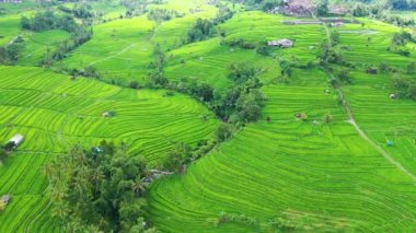Pirinç teraslarının havadan görünümü. Drone ile manzara. Havadan tarımsal manzara. Yaz aylarında pirinç terasları. Unesco Dünya Mirası - Jatiluwih rise terrace, Bali, Endonezya. Seyahat - resim