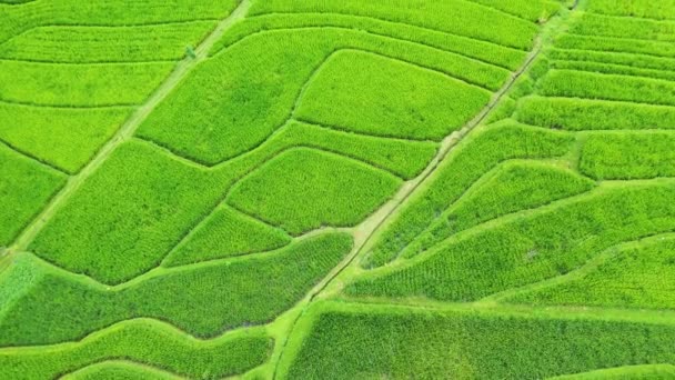 棚田の航空写真 ドローンとの風景 空からの農業風景 夏の棚田 ユネスコの世界遺産 ジャティルウィライズテラス インドネシア — ストック動画