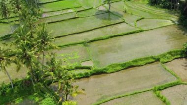 Pirinç teraslarının havadan görünümü. Drone ile manzara. Havadan tarımsal manzara. Yaz aylarında pirinç terasları. Unesco Dünya Mirası - Jatiluwih rise terrace, Bali, Endonezya. Seyahat - resim