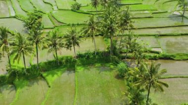 Pirinç teraslarının havadan görünümü. Drone ile manzara. Havadan tarımsal manzara. Yaz aylarında pirinç terasları. Unesco Dünya Mirası - Jatiluwih rise terrace, Bali, Endonezya. Seyahat - resim