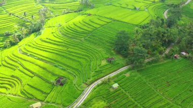 Pirinç teraslarının havadan görünümü. Drone ile manzara. Havadan tarımsal manzara. Yaz aylarında pirinç terasları. Unesco Dünya Mirası - Jatiluwih rise terrace, Bali, Endonezya. Seyahat - resim