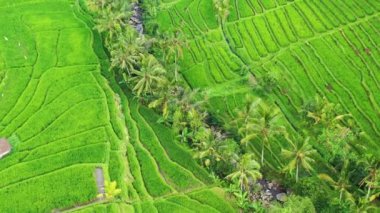 Pirinç teraslarının havadan görünümü. Drone ile manzara. Havadan tarımsal manzara. Yaz aylarında pirinç terasları. Unesco Dünya Mirası - Jatiluwih rise terrace, Bali, Endonezya. Seyahat - resim