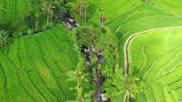 棚田の航空写真 ドローンとの風景 空からの農業風景 夏の棚田 ユネスコの世界遺産 ジャティルウィライズテラス インドネシア — ストック動画