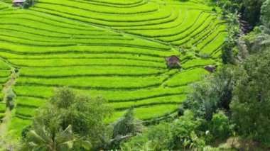 Pirinç teraslarının havadan görünüşü. İnsansız hava aracıyla manzara. Havadan tarımsal manzara. Yazın pirinç terasları. Unesco Dünya Mirası - Jatiluwih yükselme terası, Bali, Endonezya. Seyahat - Video