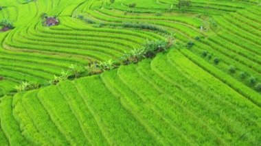 Pirinç teraslarının havadan görünüşü. İnsansız hava aracıyla manzara. Havadan tarımsal manzara. Yazın pirinç terasları. Unesco Dünya Mirası - Jatiluwih yükselme terası, Bali, Endonezya. Seyahat - Video