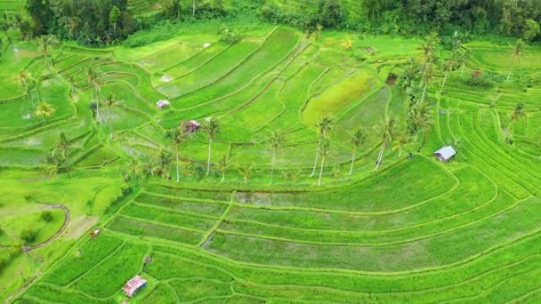 从空中俯瞰稻田 与无人机的景观 从空中看农业景观 夏天的稻田 Unesco World Heritage Jatiluwih Rise Terrace — 图库视频影像
