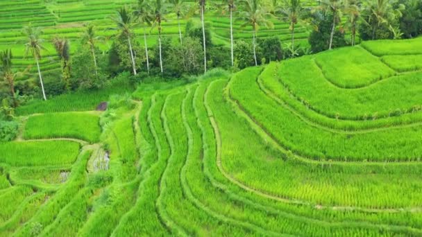 Aerial View Rice Terraces Landscape Drone Agricultural Landscape Air Rice — Stock Video