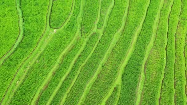 Pirinç Teraslarının Havadan Görünüşü Nsansız Hava Aracıyla Manzara Havadan Tarımsal — Stok video