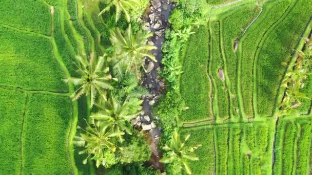 棚田の空中ビュー ドローンで風景 空気からの農業風景 夏の棚田 ユネスコの世界遺産 ジャティルウィン上昇テラス インドネシア ビデオ — ストック動画