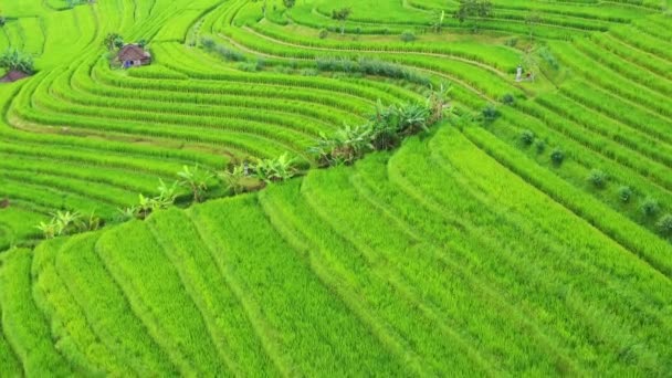 Aerial View Rice Terraces Landscape Drone Agricultural Landscape Air Rice — Stock Video