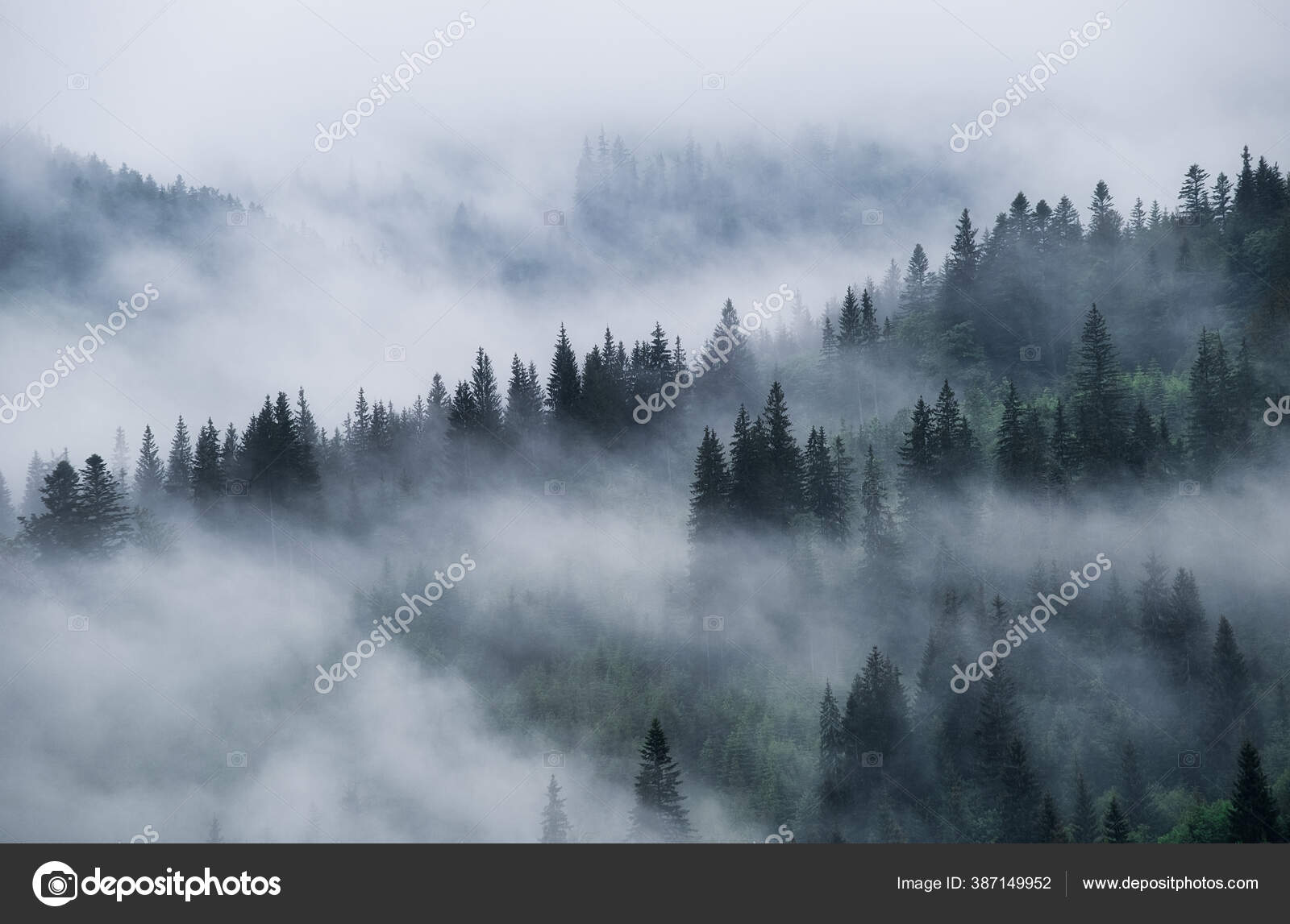 Foggy Forest Mountains Landscape Trees Mist Landscape Rain View Background  — Stock Photo © biletskiy_e #387149952, image size:1600x1147