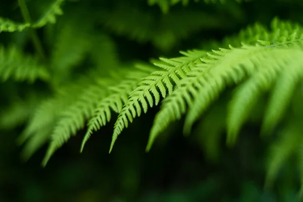 Fern Lesie Jak Tło Kwiaty Deszczu Piękny Zielony Kolor — Zdjęcie stockowe