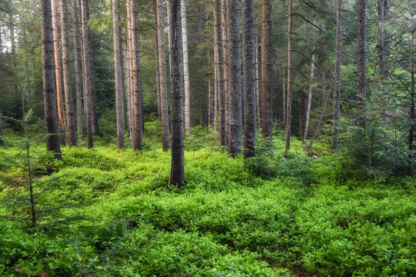 Panorama Della Foresta Estiva Piante Fresche Nella Foresta Sfondo Naturale — Foto Stock