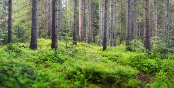 Panorama Della Foresta Estiva Piante Fresche Nella Foresta Sfondo Naturale — Foto Stock