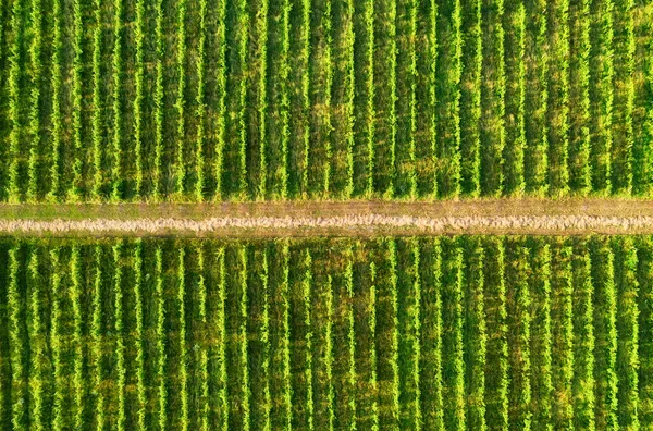 Luftlandschaft Blick Aus Der Luft Auf Den Weinberg Agrarlandschaft Aus — Stockfoto